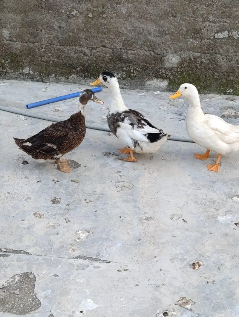egg laying duck
