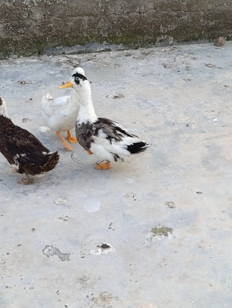 egg laying duck — photo 2