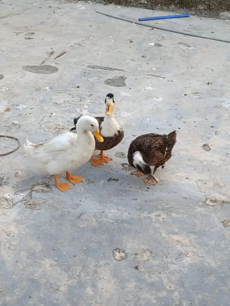 egg laying duck — photo 3