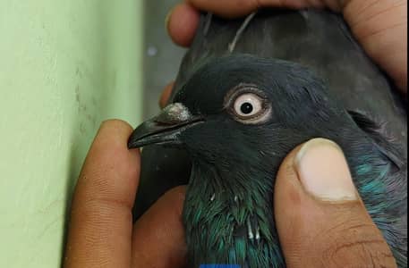 Black kabli femal for sale.