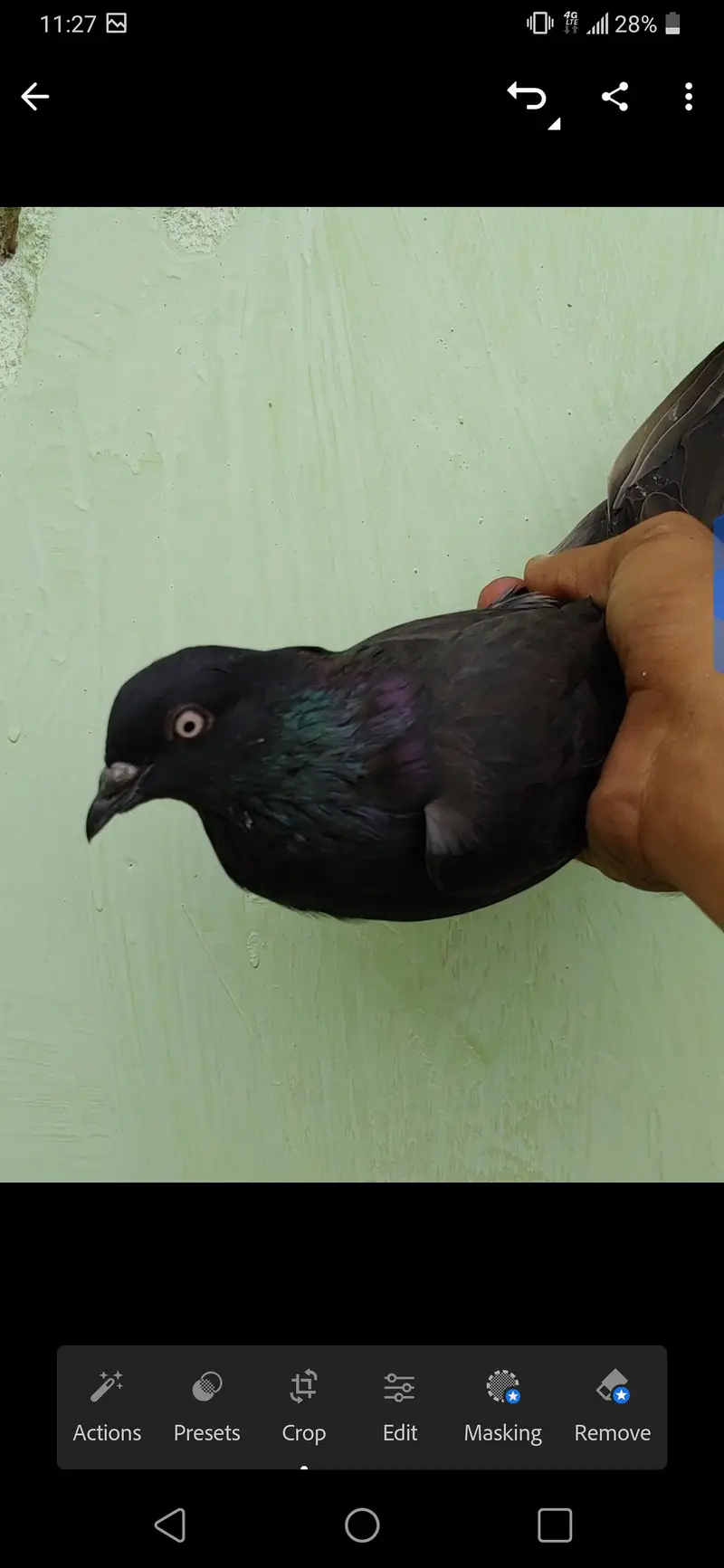Black kabli femal for sale. — photo 2