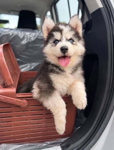 Siberian Husky Puppy