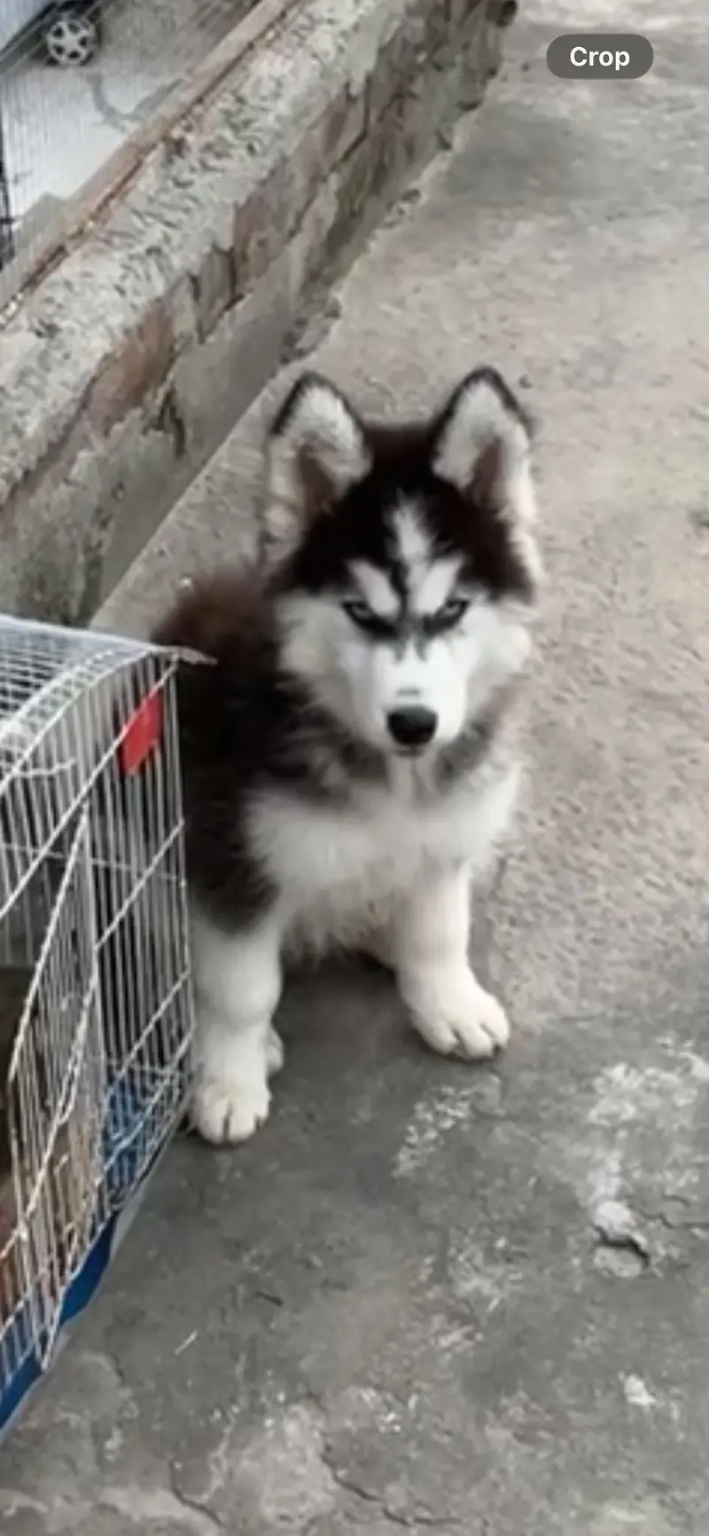 Siberian Husky Puppy — photo 3