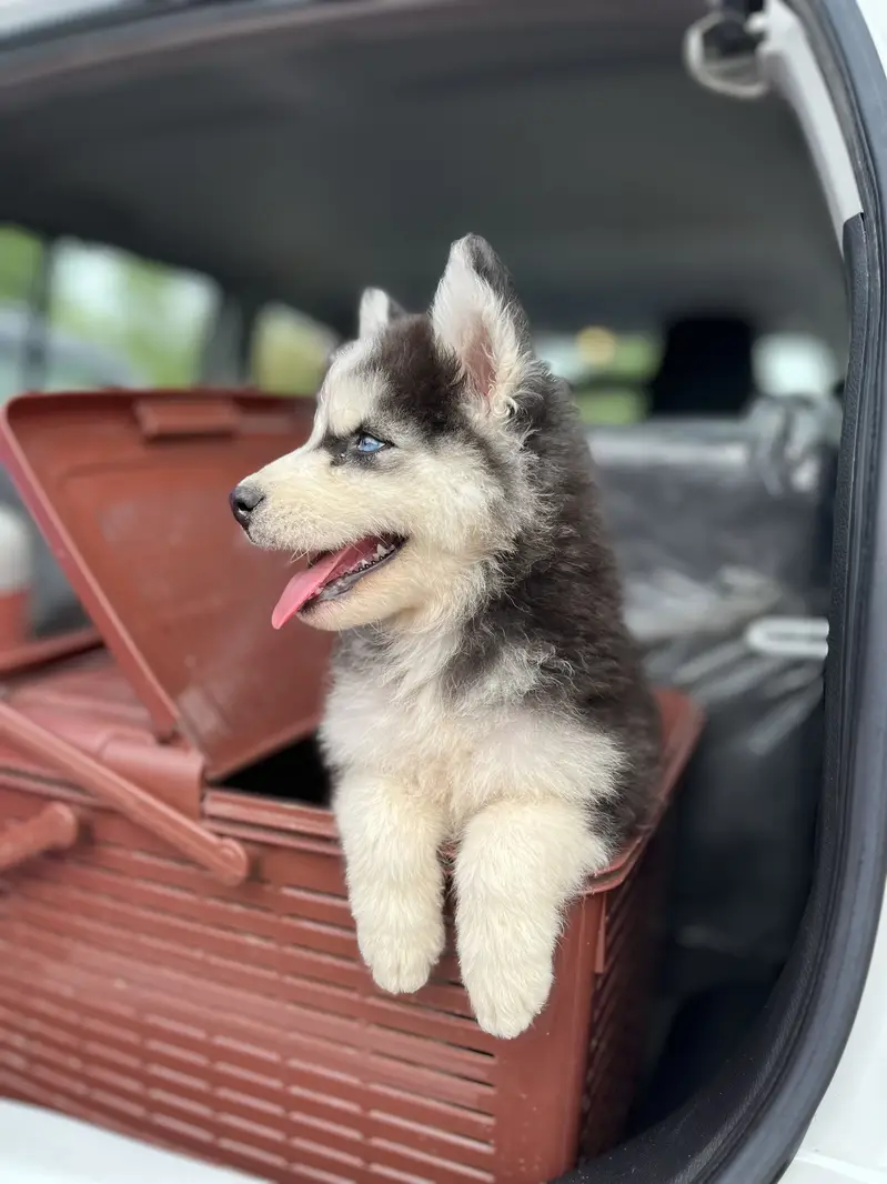 Siberian Husky Puppy — photo 4