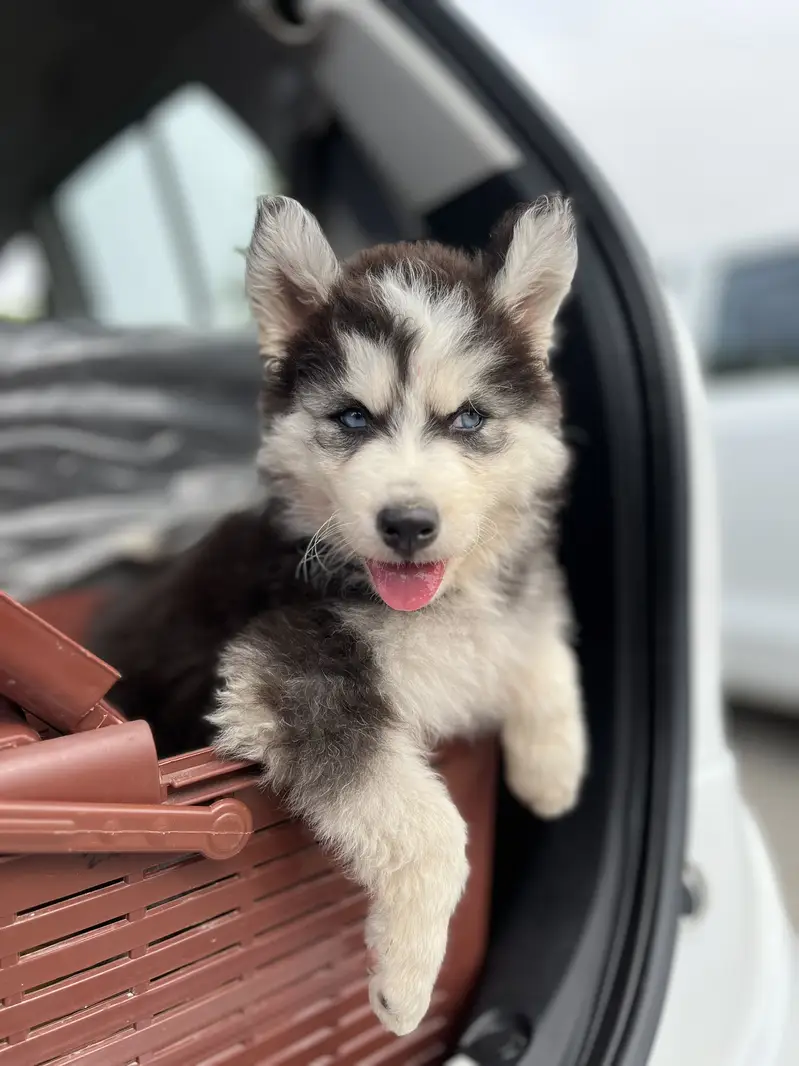 Siberian Husky Puppy — photo 5