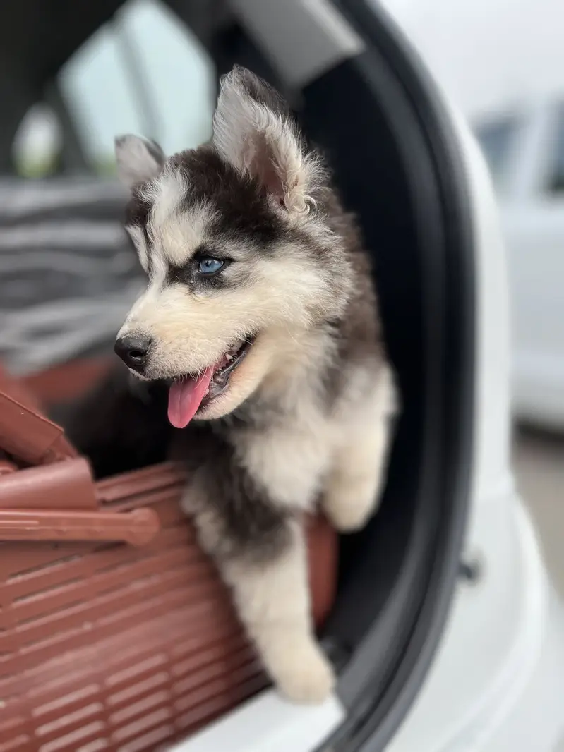 Siberian Husky Puppy — photo 6