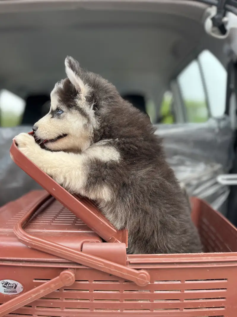 Siberian Husky Puppy — photo 7