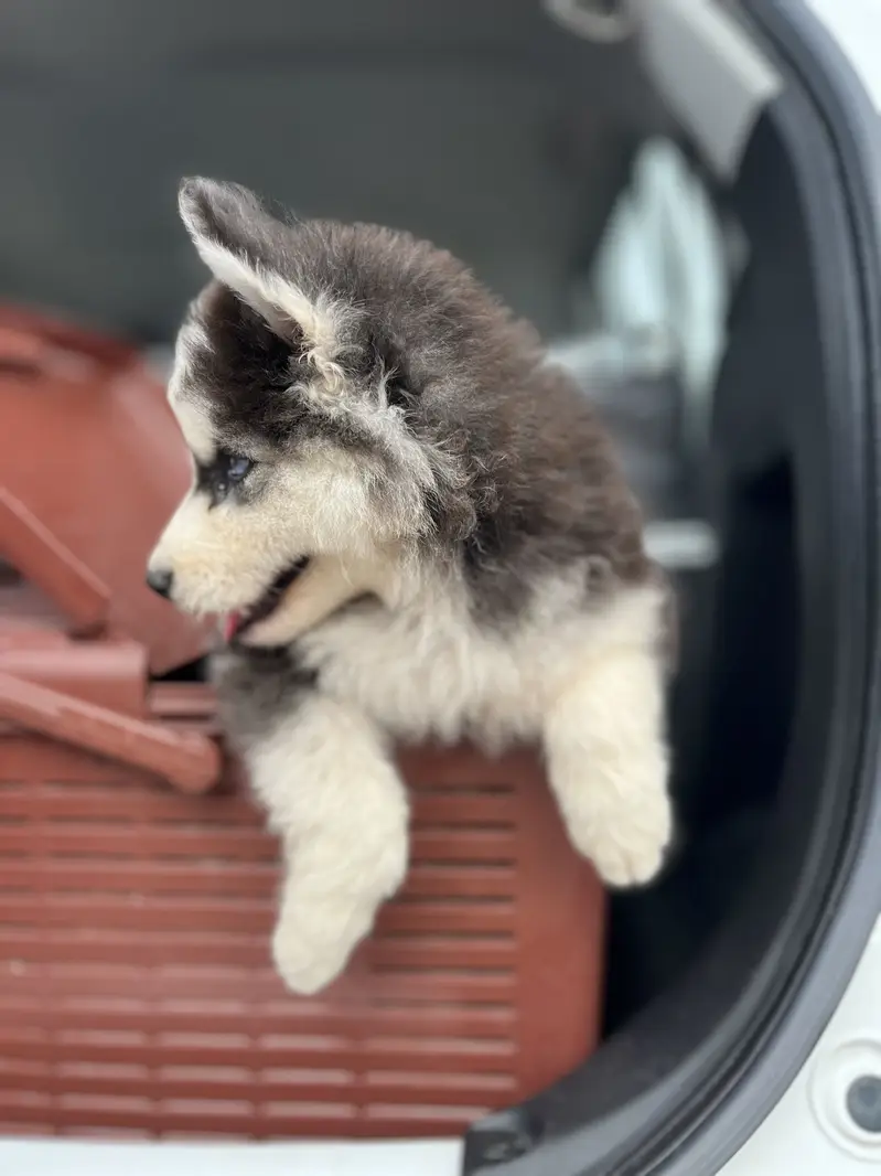 Siberian Husky Puppy — photo 8