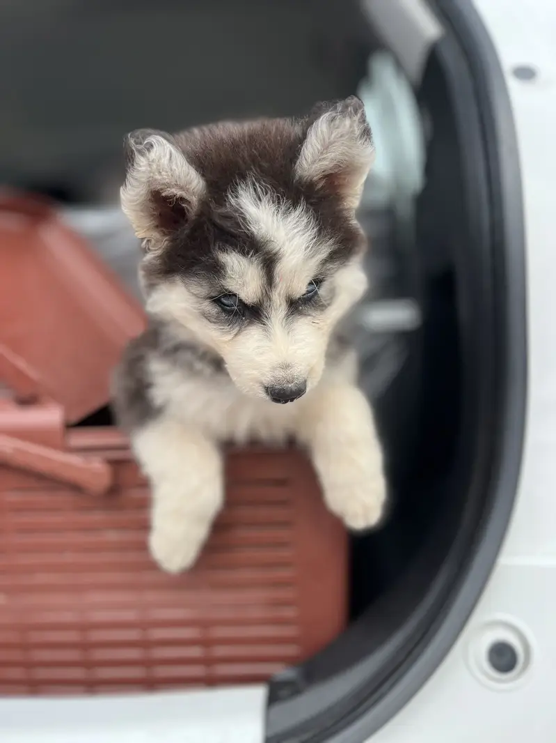 Siberian Husky Puppy — photo 9