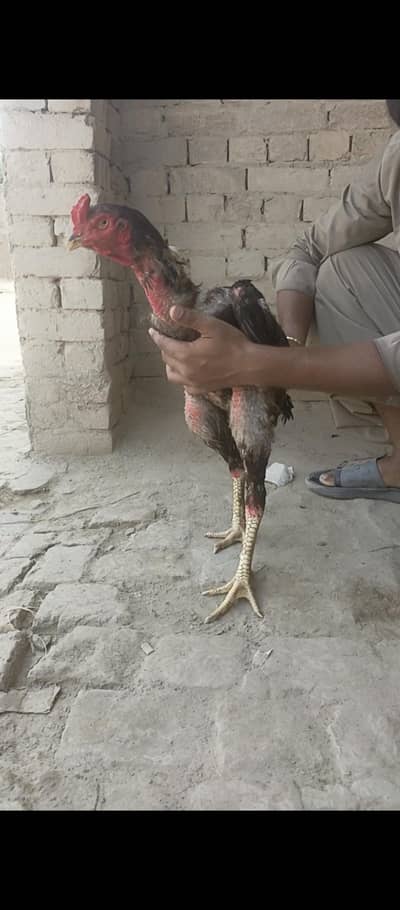 Sindhi aseel long height 03049602307