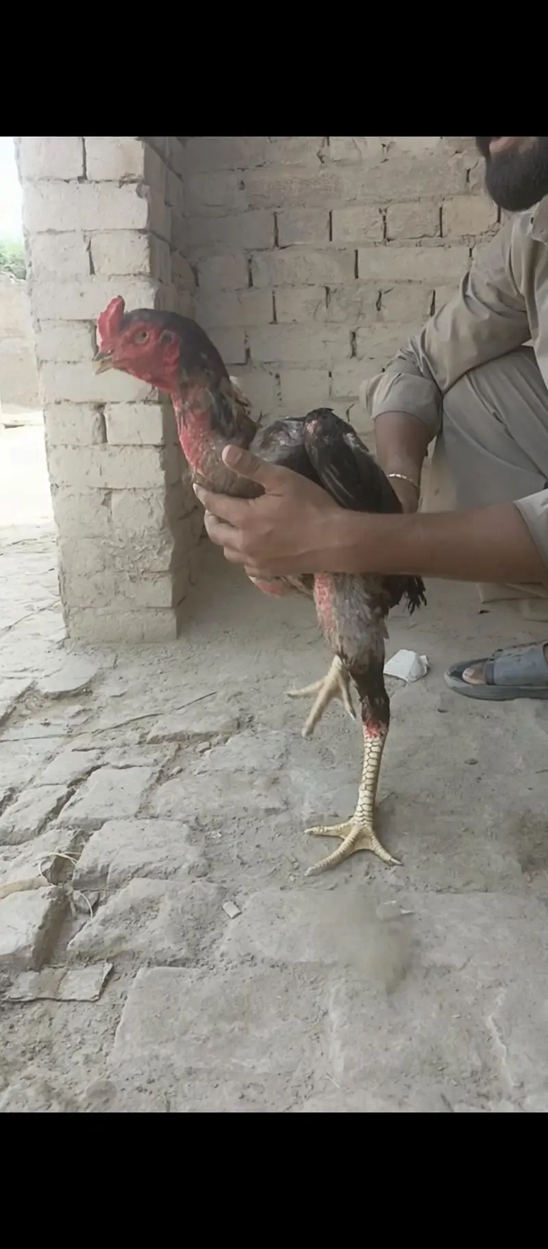 Sindhi aseel long height 03049602307 — photo 2
