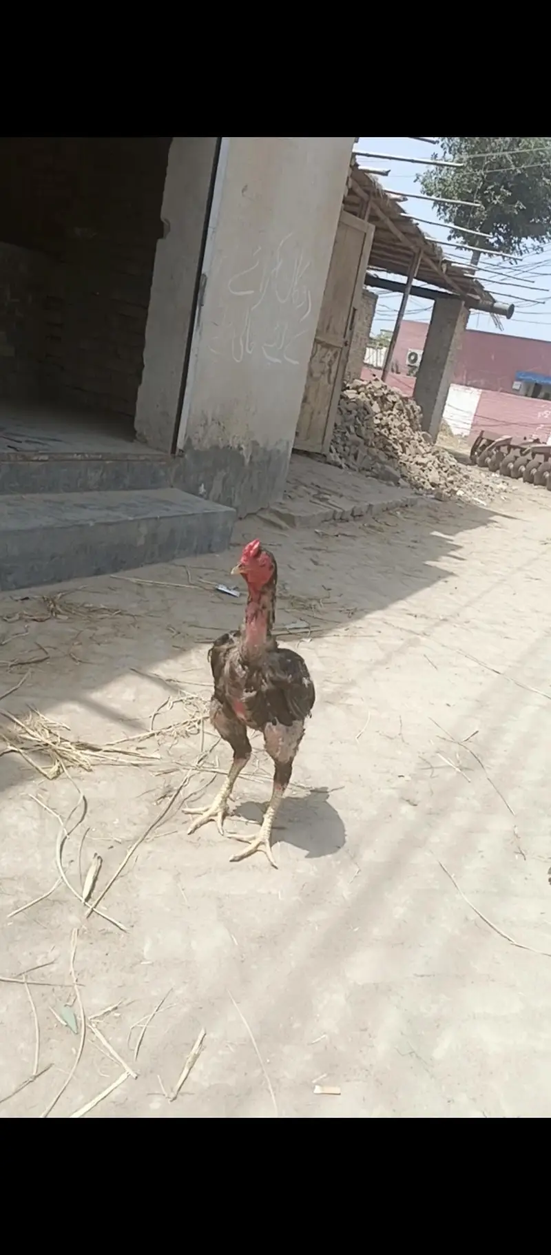 Sindhi aseel long height 03049602307 — photo 3
