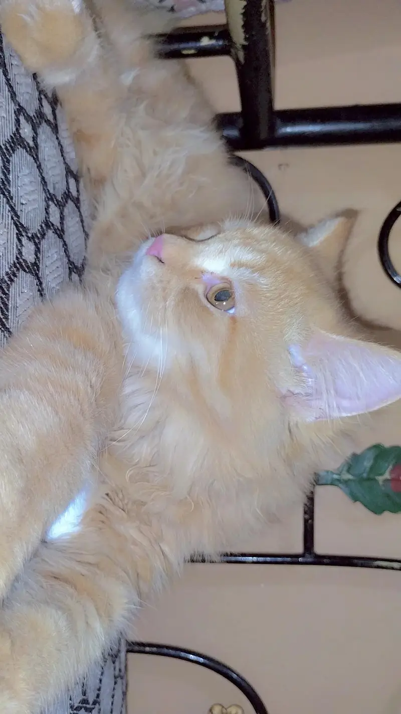 Male Cat for sale — photo 2