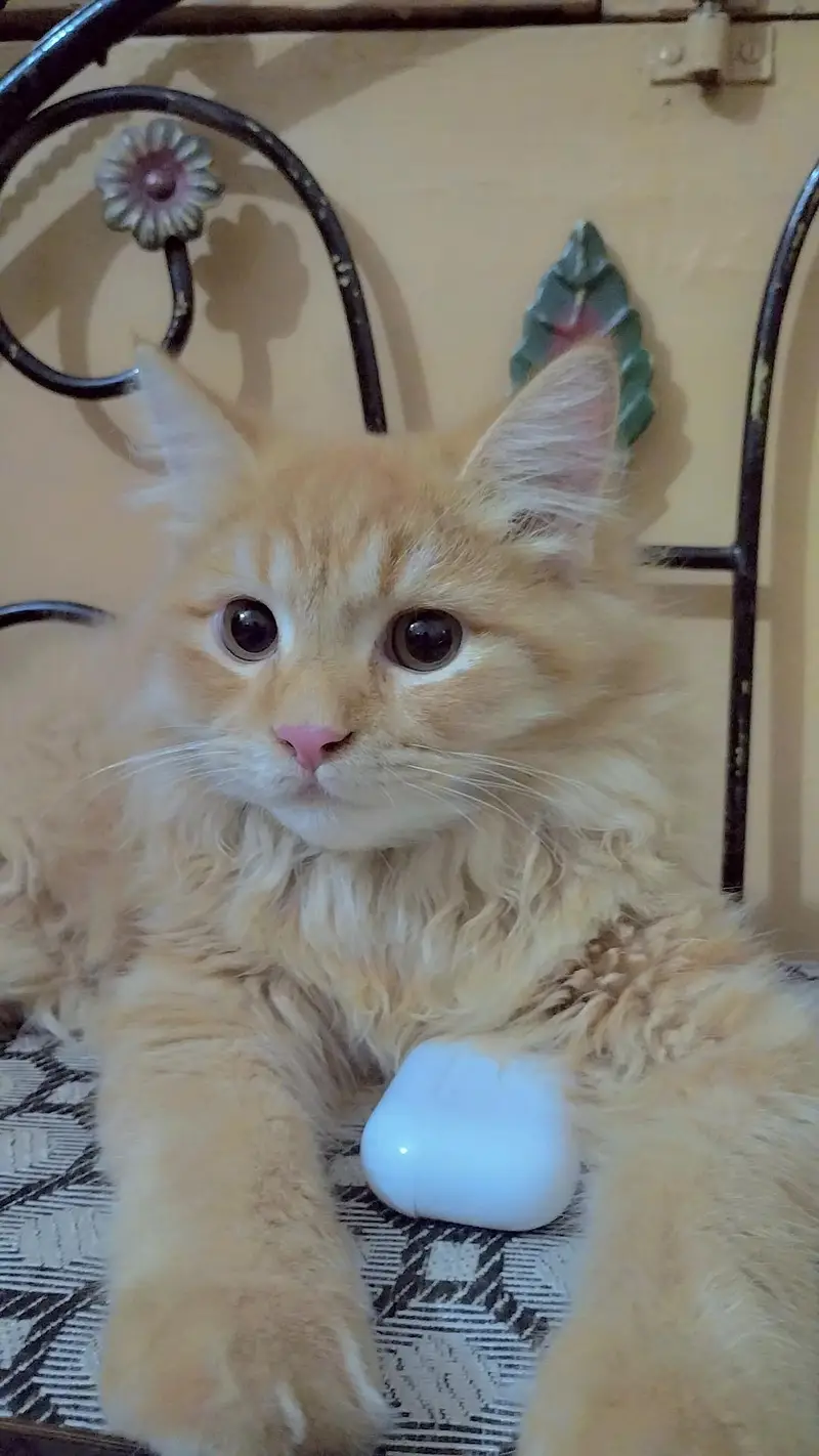 Male Cat for sale — photo 3