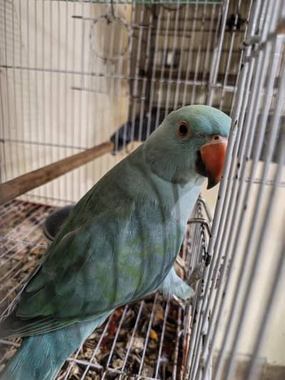 blue terqiuise ring neck