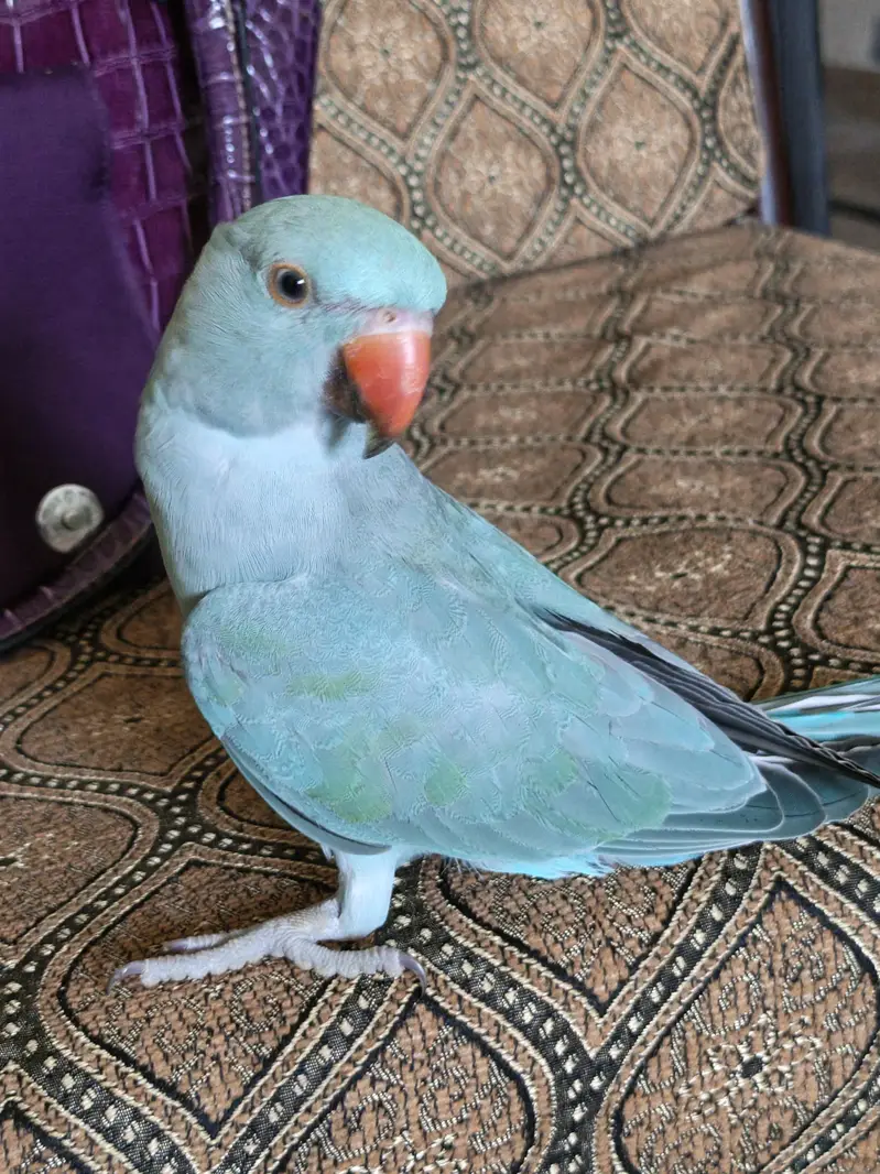blue terqiuise ring neck — photo 3