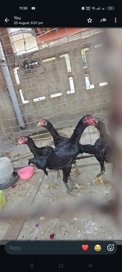 Thai hens