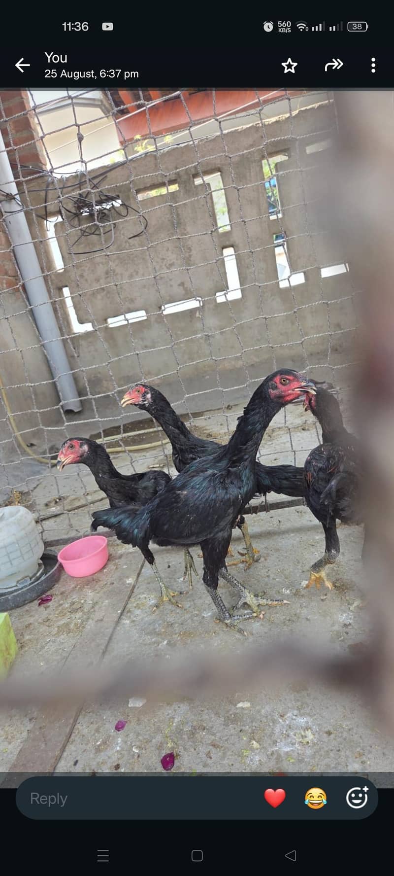 Thai hens 0
