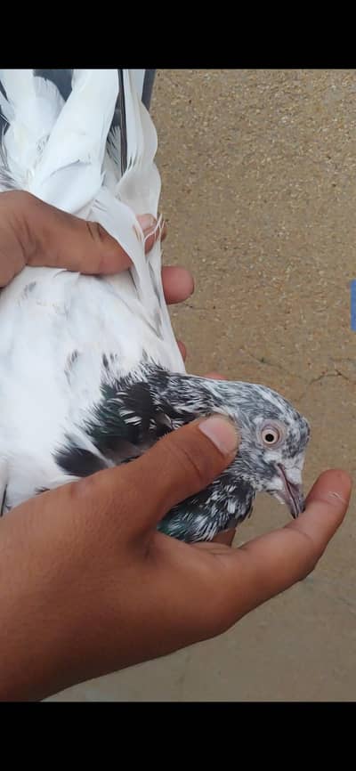 jhonsera male for sale.