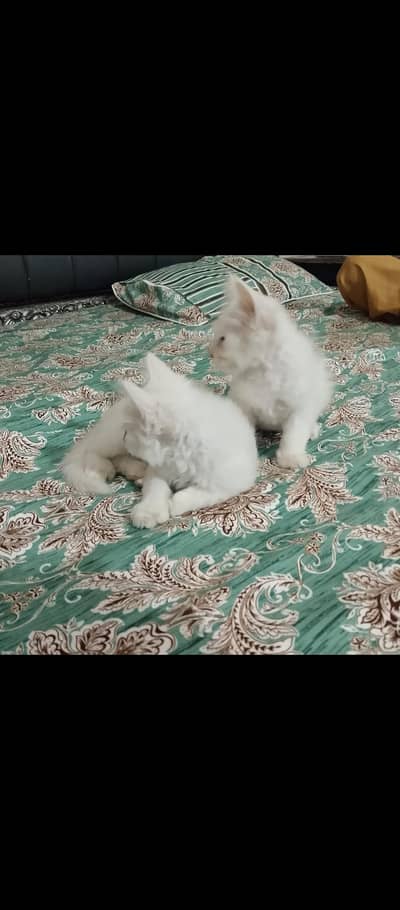 Russian cats pairs