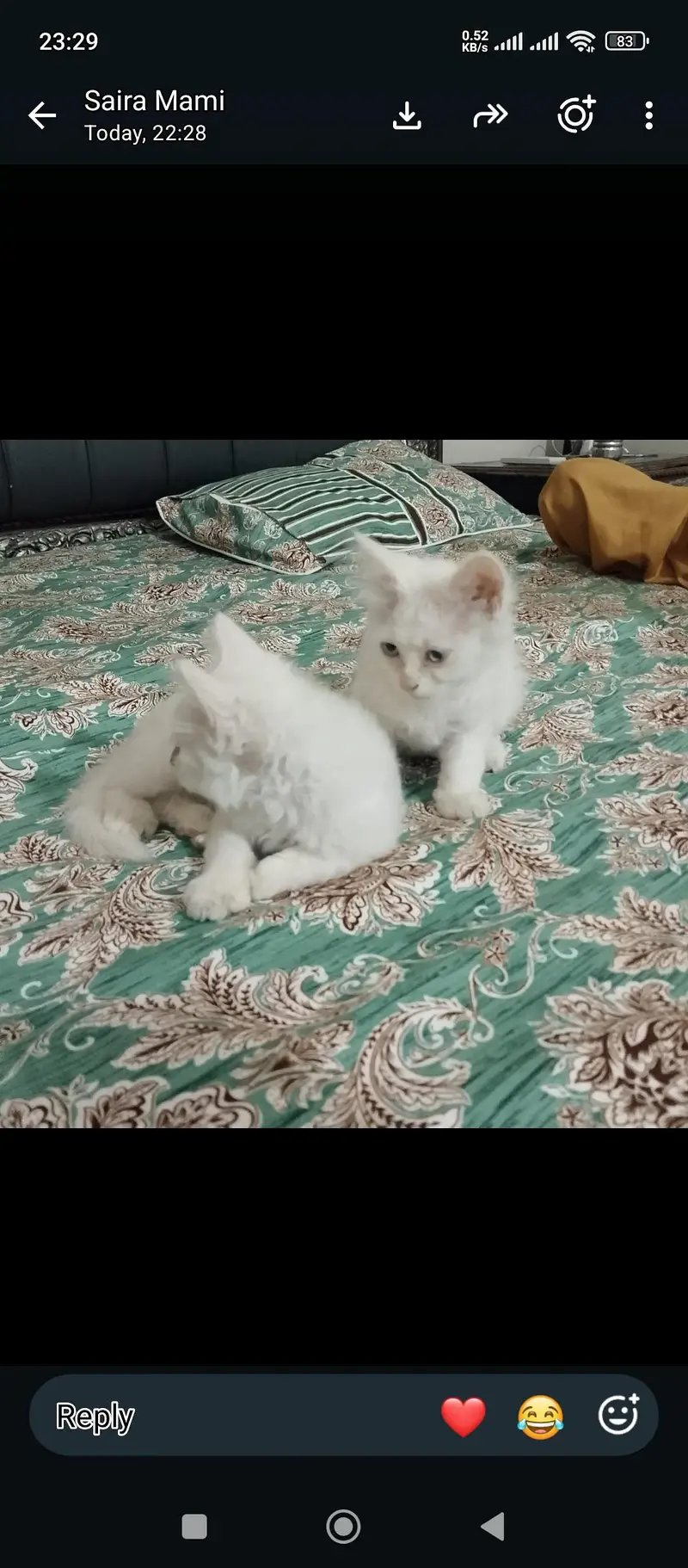 Russian cats pairs — photo 2