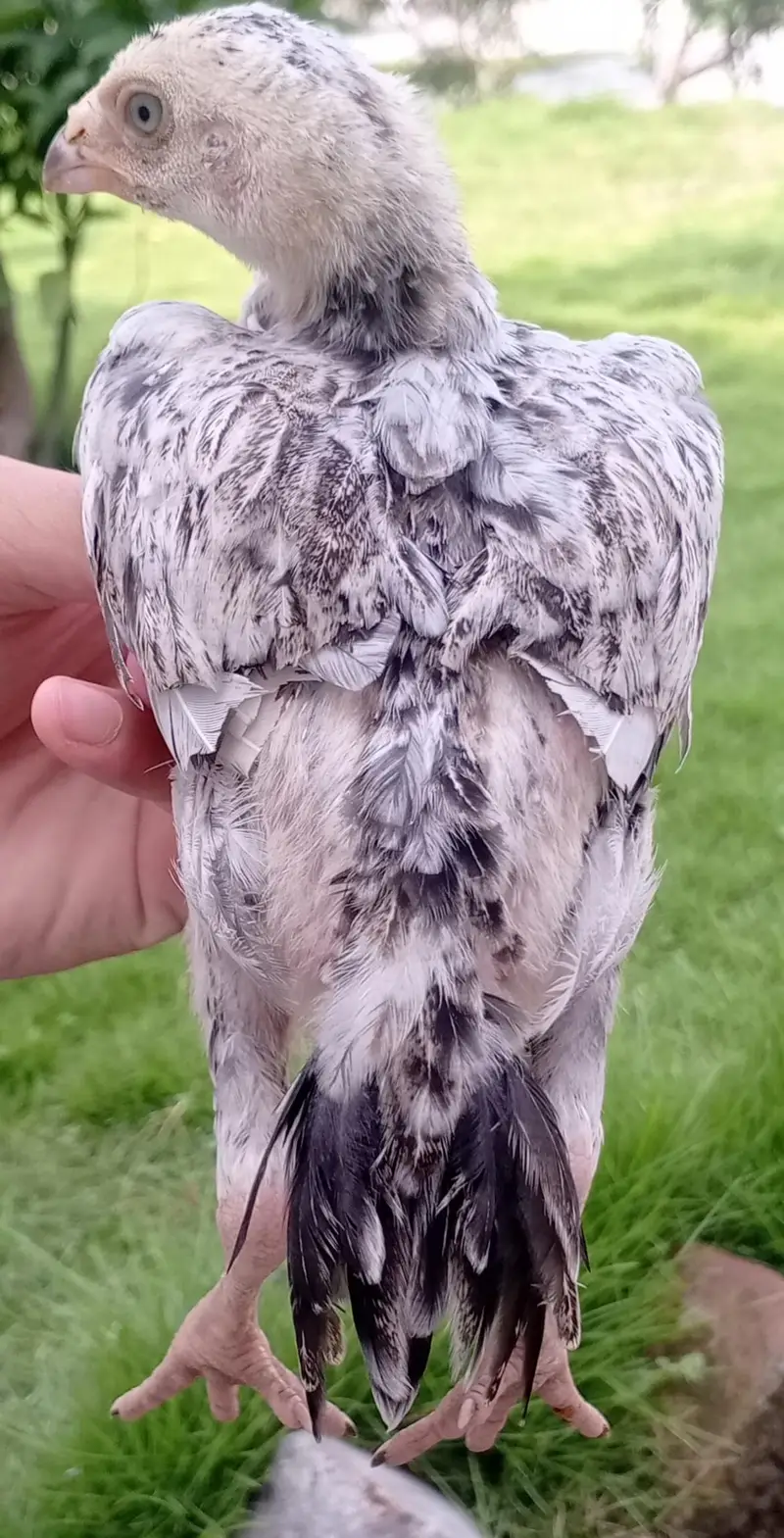 Black Aseel For Sale In Best Price. — photo 3