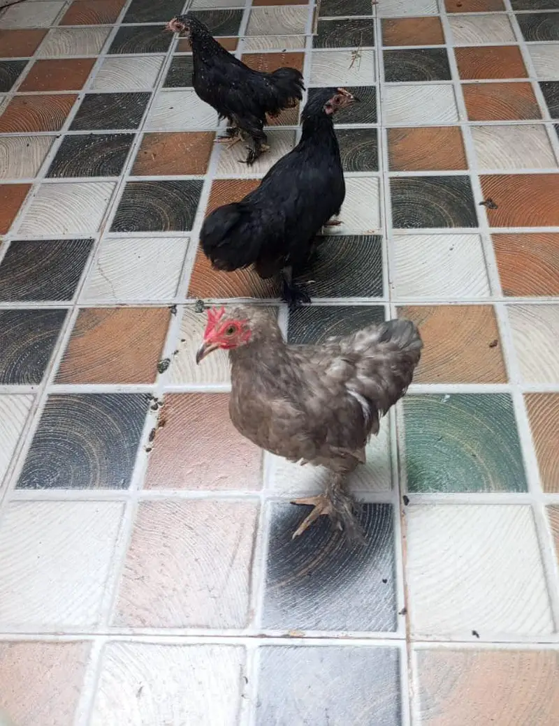 03331481069 — photo 3