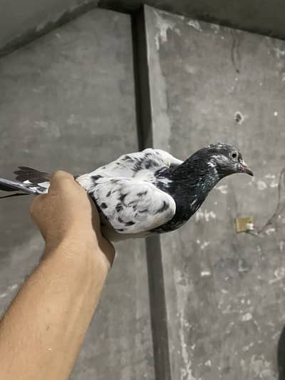 Pigeons