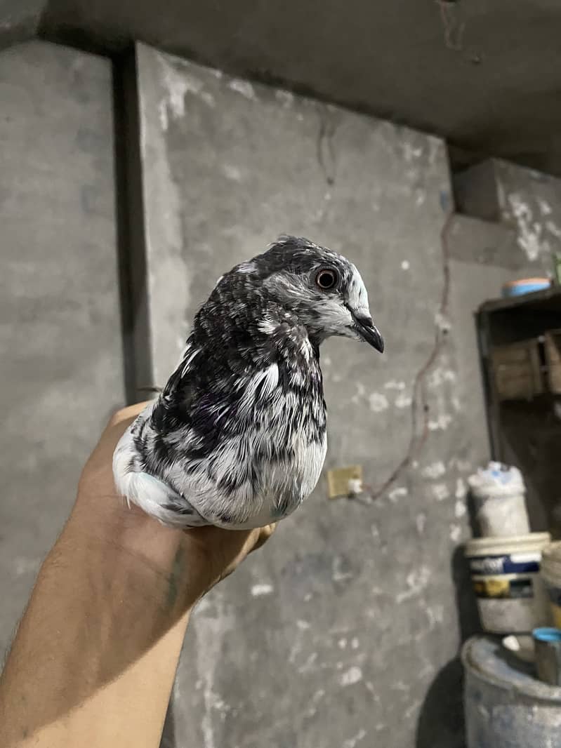 Pigeons 1