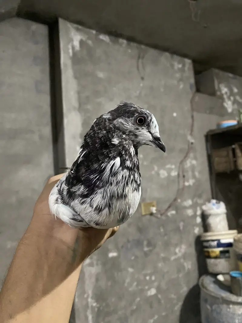 Pigeons — photo 2