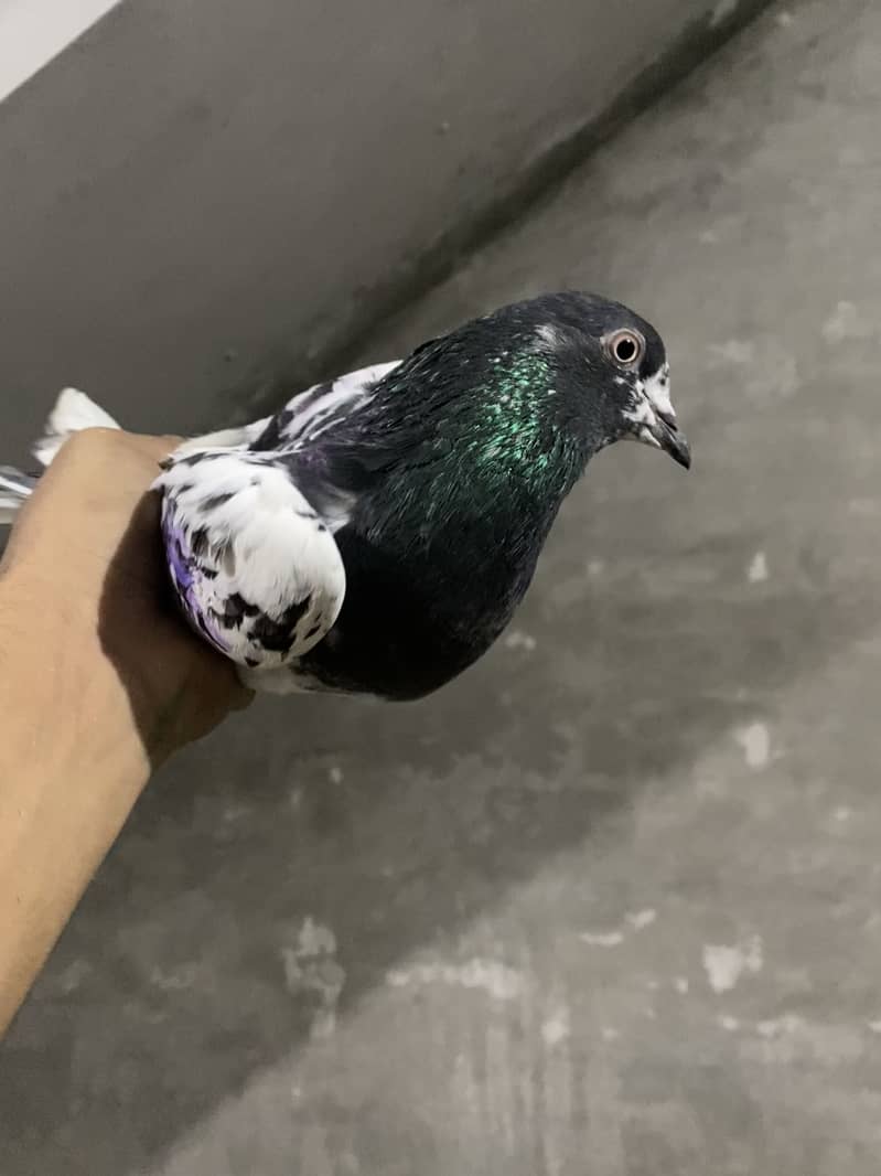 Pigeons 2