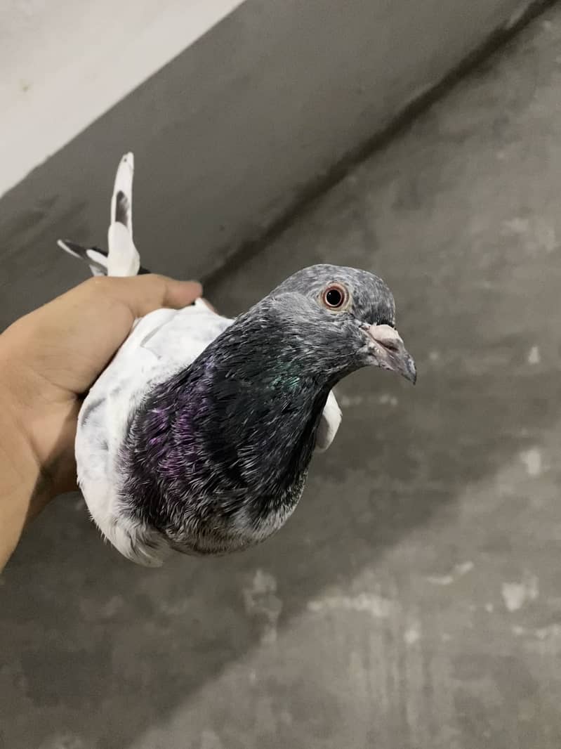Pigeons 3