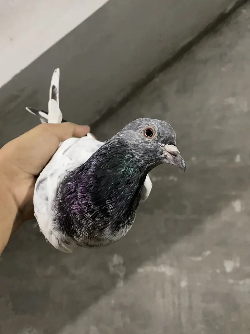 Pigeons — photo 4