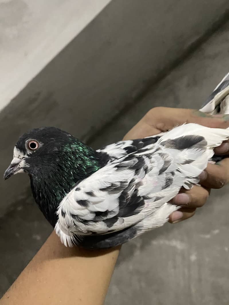 Pigeons 4
