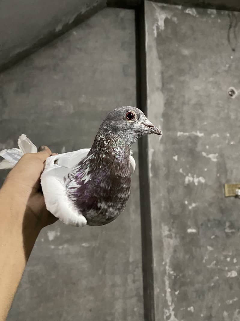 Pigeons 5