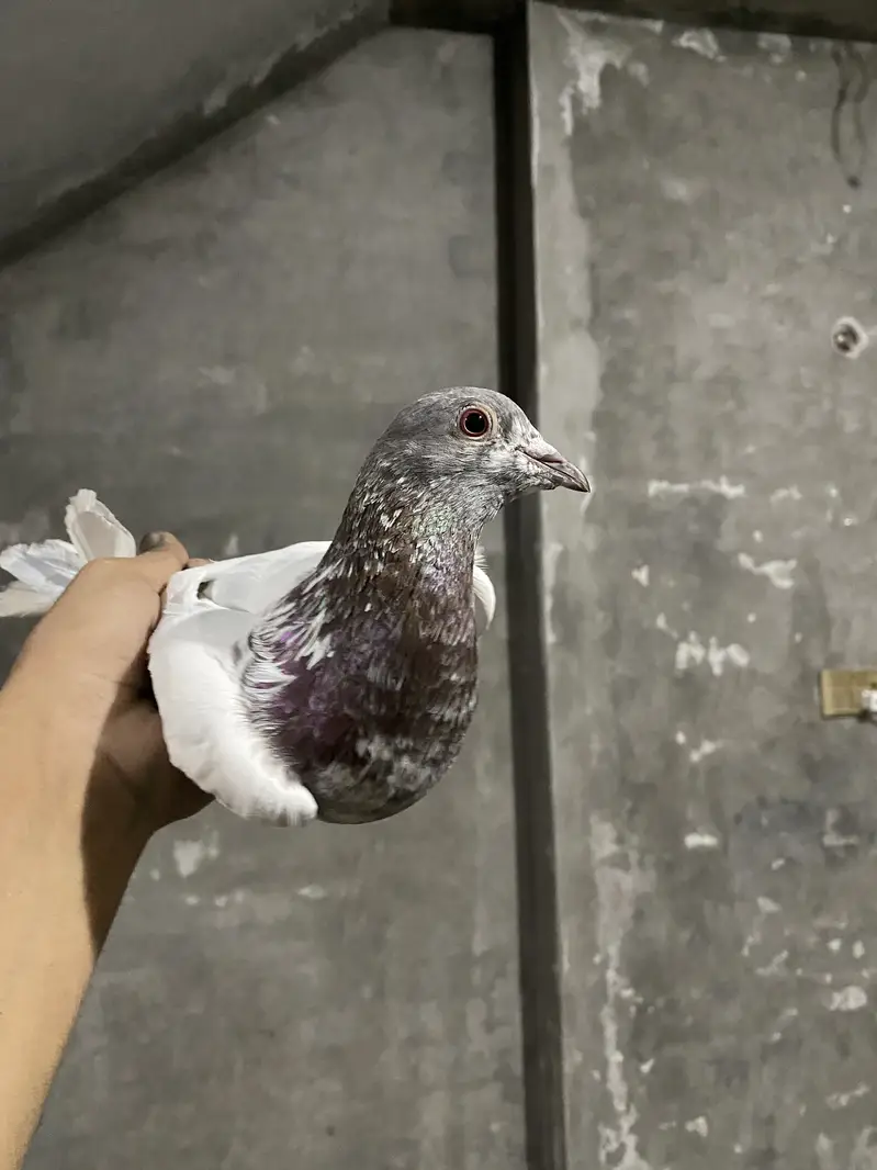 Pigeons — photo 6