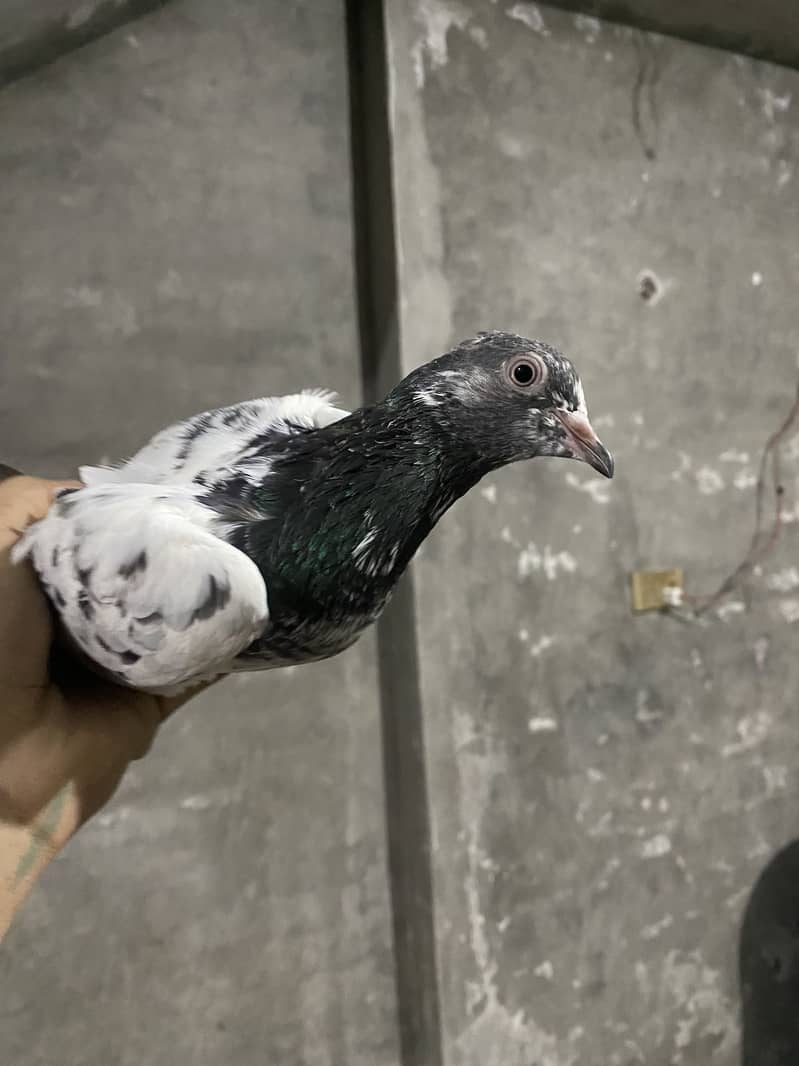 Pigeons 6