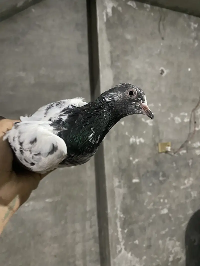 Pigeons — photo 7