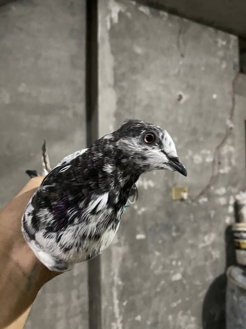 Pigeons 7