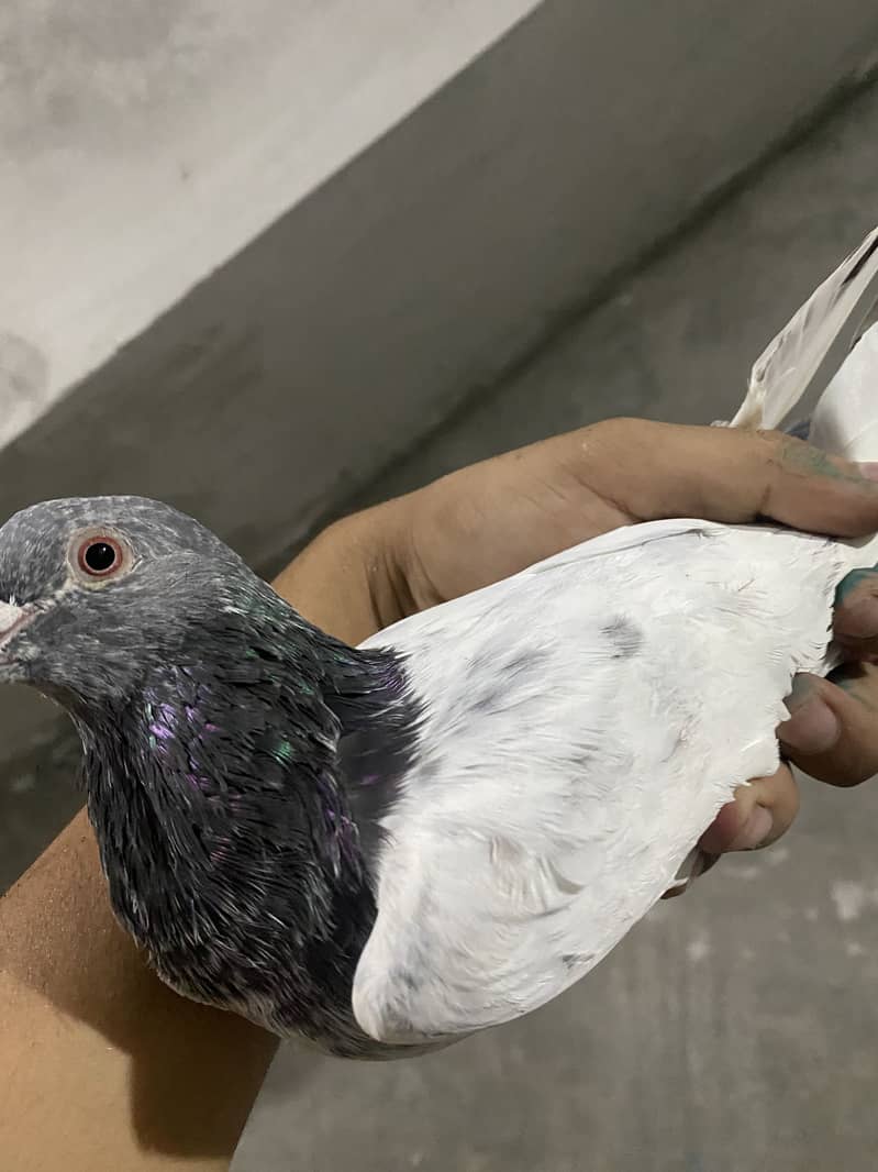 Pigeons 8