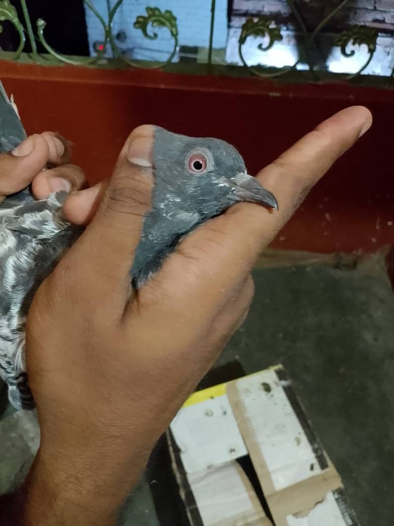 Pigeons 10