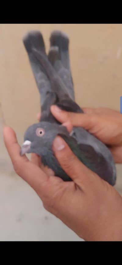 Nila black male kabli  for sale