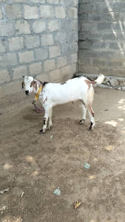 pure dasi bakry for sale