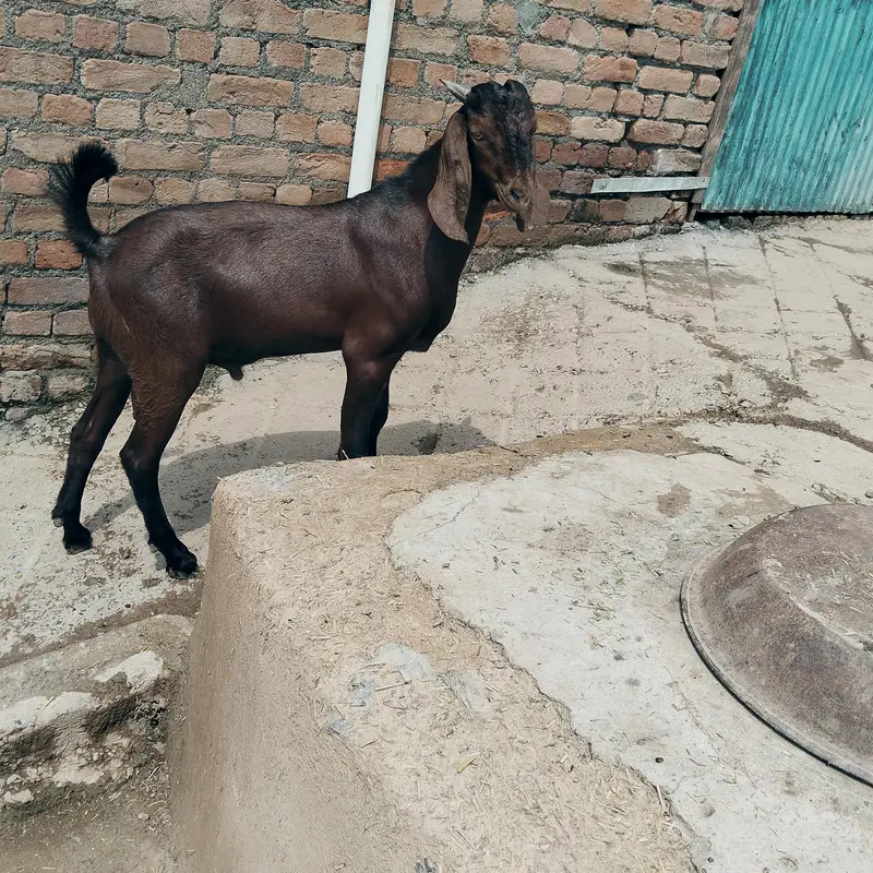 pure dasi bakry for sale — photo 3