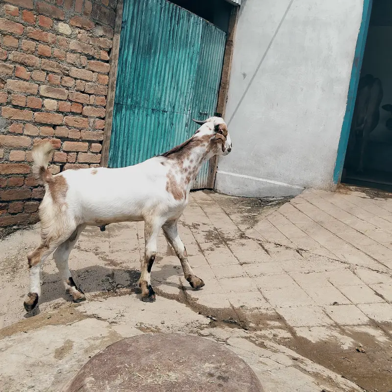 pure dasi bakry for sale — photo 6