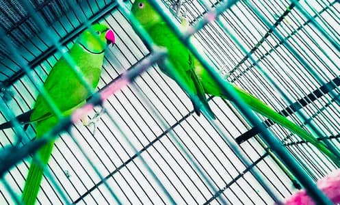 Ringneck 200% breeder pairs king size,neat & clean