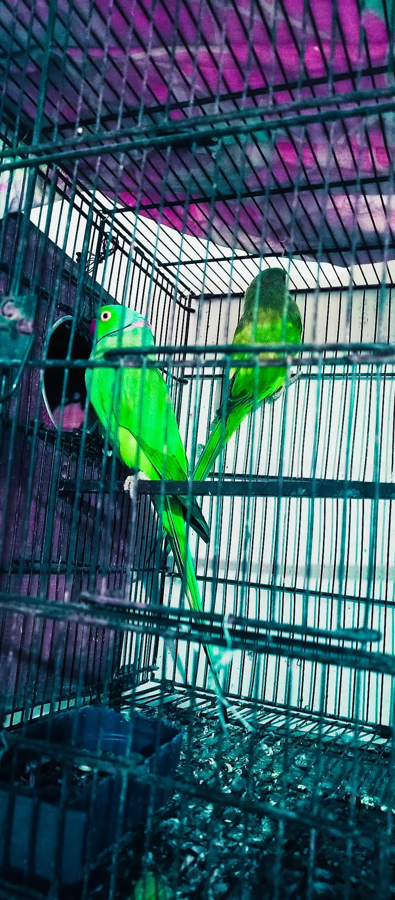 Ringneck 200% breeder pairs king size,neat & clean — photo 2