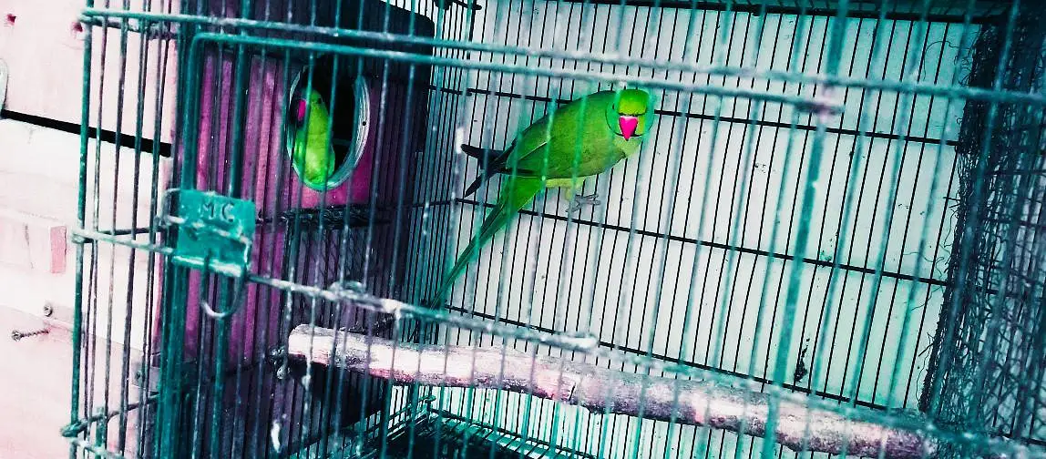 Ringneck 200% breeder pairs king size,neat & clean — photo 3