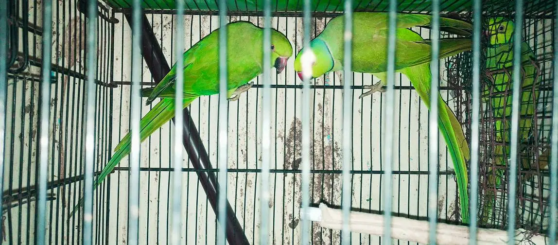 Ringneck 200% breeder pairs king size,neat & clean — photo 4
