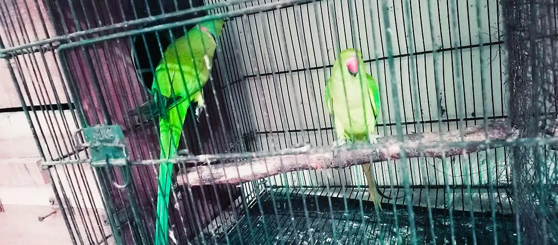 Ringneck 200% breeder pairs king size,neat & clean — photo 5